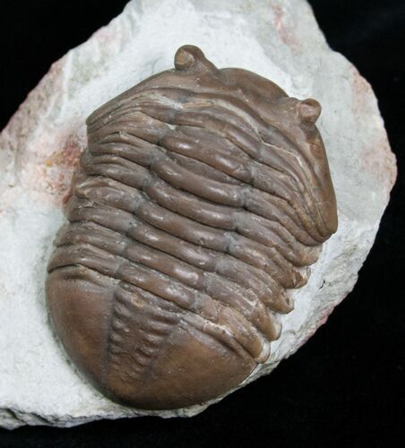 Beautifully Inflated Asaphus Lepidurus Trilobite #4175